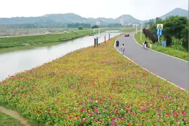速来打卡！巢湖这处河岸花海藏不住了图片