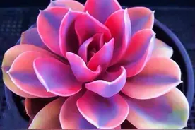 彩虹般的生活，爱神丘比特即将来临图片