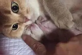 猫咪生了个独苗，主人要卖掉它，死死抱在怀里，多少钱也不卖图片