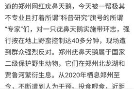 给疣鼻天鹅绑追踪器合规吗？为啥有网友认为这是种“酷刑”？快看相关部门怎么说图片