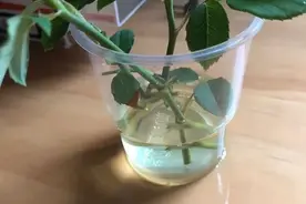 扦插不长根，试试5种生根水，泡一泡，10天长出大白根！图片