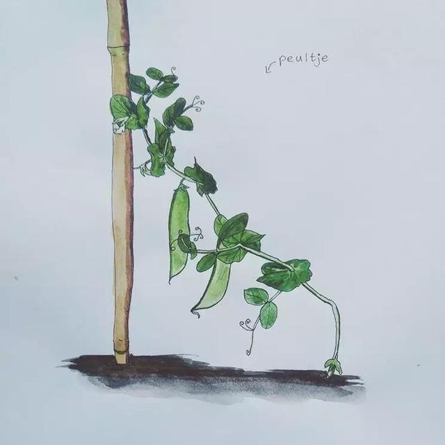 怎么画蚕豆简单,儿童画教程|线性写生 局部色彩--趣画秋日石榴 - 冷