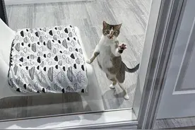 猫咪被主人抛弃，在街头生下小猫却难以存活，它只好向邻居求助图片