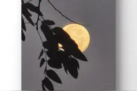 张殿伟手机摄影：月挂树梢图片