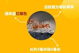 红火蚁出没，这些防范知识请收好！图片