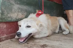 陕西：担心邻居熊孩子被咬，老人卖狗，临别倒一碗水，让狗狗学乖图片