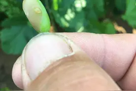 连续阴雨，奇葩病害烂果多，白腐也来凑热闹图片