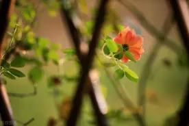 从撵出来到请回去，58岁阿姨：带孙子1年，就像坐过山车一样图片