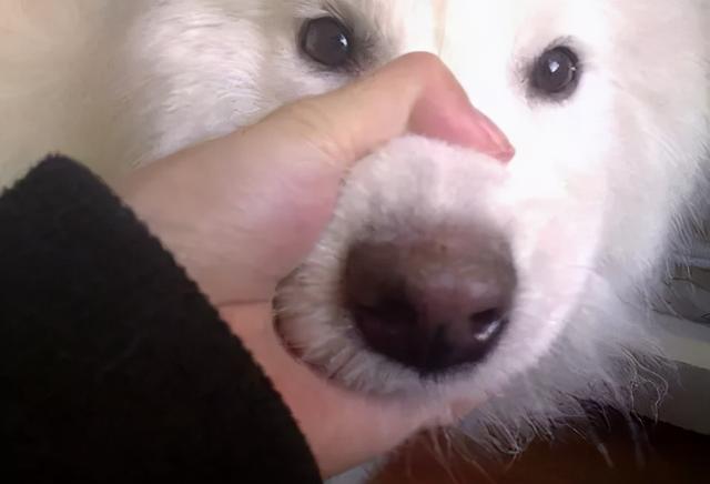 翻看旧照片发现，狗子居然养着养着变色了