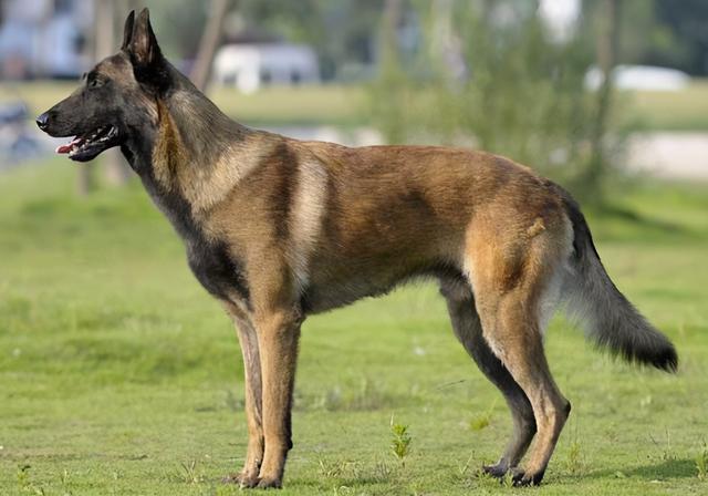 马犬几个月开始训练？初次饲养这些你需知道（饲养马犬时）