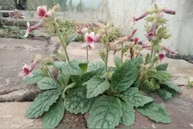 花中藏蜜，地下藏“黄金”，若长在你家墙上，请别当野草铲除图片