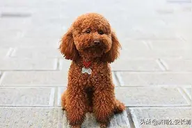 女子思犬心切抱走他人犬 民警出面调解获肯定图片