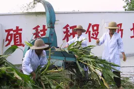 玉米秸秆怎么青贮？本文教会你，只需5步！养牛羊一定要学会图片