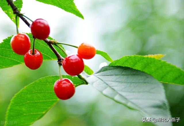 小满以后，要多吃这5菜3果2茶，营养价值极高，价格还便宜