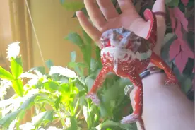 变色龙成天黏着铲屎官，变色龙：诶诶诶，去哪呀，带着我视频封面