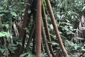 《爱情工心计》“爬木棉树”的梗图片