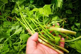 春天遇到这3种菜别错过，一次买6斤囤起来，放半年都不坏图片