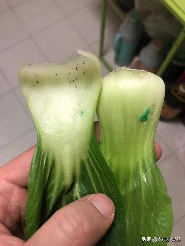 刘菜农推荐身体乳