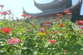 这份攻略请收好！苏州市植物园推出赏菊知识卡片图片
