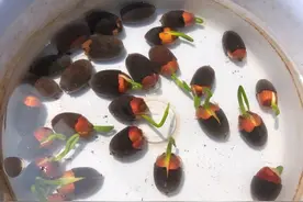 碗莲种子处理好，呼呼窜芽，阳光一晒就开花！图片