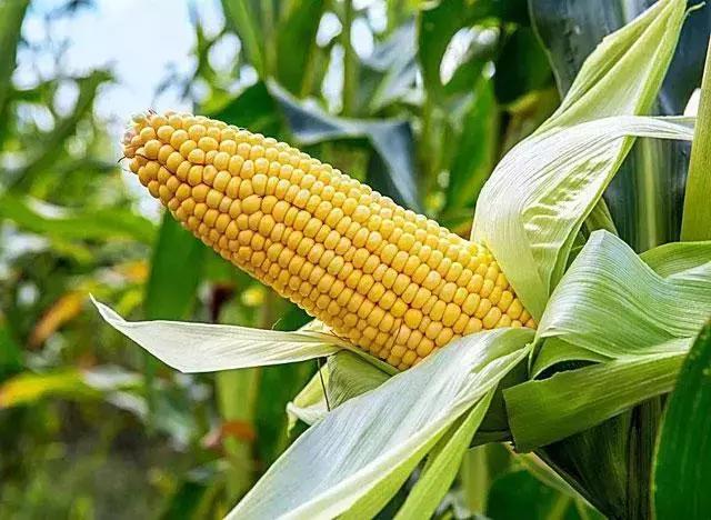 玉米种植方法（玉米种植）