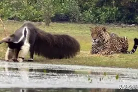 美洲豹发现一只猎物，当看到正面后，它却愣了：怎么没有脖子？图片