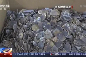 牢底坐穿，广东查获8吨穿山甲鳞片，运输指向安徽，它有什么用？图片