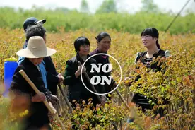 选调生自述：985毕业女生在基层的经历与困惑图片