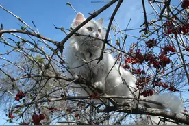 每天扫描超300亿行代码，DevSecOps落地与实践图片