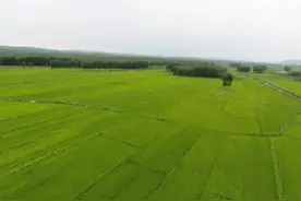 齐齐哈尔市碾子山区：田间特殊护理，确保产出麦饭石优质米图片