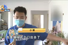 猫自己开门从家里逃出去，有人捡到后又不见了图片