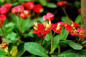 室内种植6种植物少“碰”，它们含有剧毒，有些可能直接丧命图片