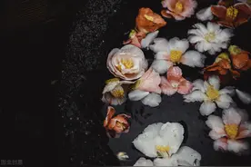 落花笺 文/等你等了那么久 主播/何旭光图片