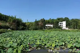 诡辩释义34：掩耳盗铃图片