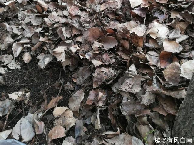 养分含量超高的营养土，自己在家也能做，省下一大笔 买花钱