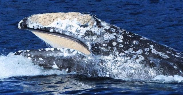 龟头里面有鸡皮疙瘩