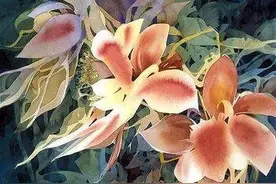 绘画参考：水彩艺术家 Ann Smith 作品 美丽的花朵图片