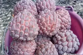 粉色释迦见过吗？最全释迦品种大全图片