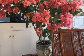 三角梅“波伊斯玫瑰”，颜值高，丰花勤花，养护简单，北方也能养图片