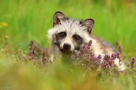 席卷上海100余个小区的野生貉，到底与投喂流浪宠物有没有关系？图片