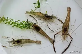 如何用河虾钓鱼？附带挂虾图图片