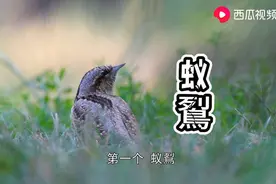 神奇生物动物界的模拟高手西瓜视频带你观赏图片
