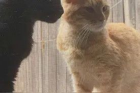 流浪猫夫妇上门求助，被收养后疯狂秀恩爱，生下小猫后感觉不对劲图片