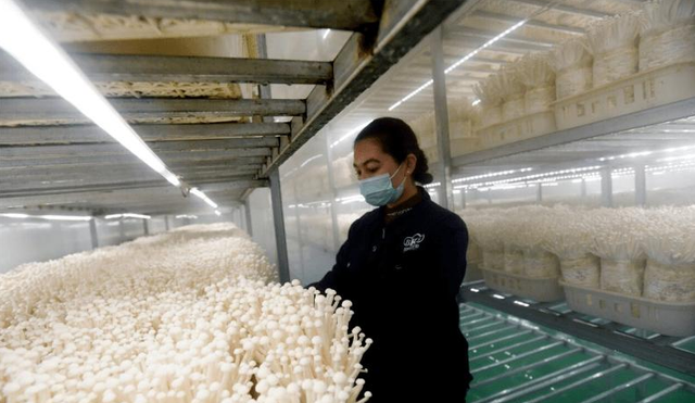 学到技术后的老王回到家,按照自己所学的平菇种植技术,用玉米粉,麦麸