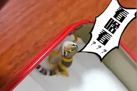 新手饲养守宫记图片