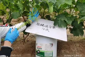 定梢、拉穗、病虫害，葡萄花前3招，决胜最后输赢图片