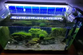 60厘米的缸用什么过滤好？三合一还是滴流盒，或者是水精灵呢？图片