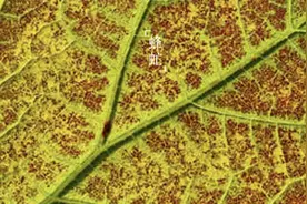 你尽管努力，其他交给天意图片