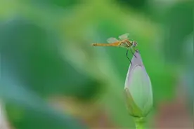 杨万里的《小池》处处见小巧的诗意在哪里图片