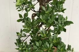 栀子的花期是在春夏时节，可以从5-6月连续开花至8月图片